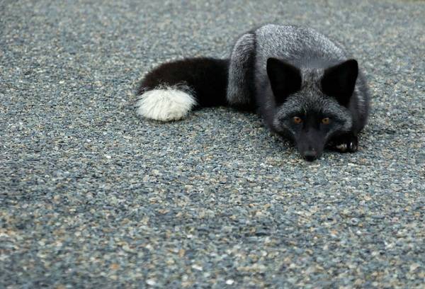 fox silver fox