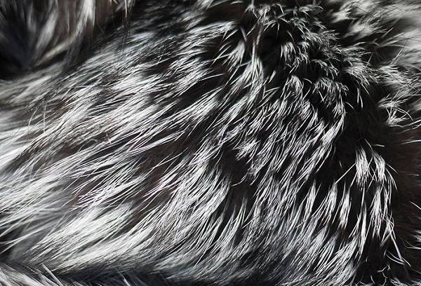 fur