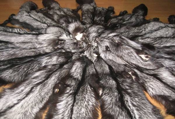 fox skins