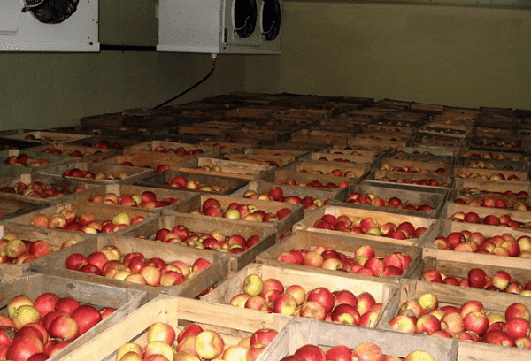 apples in crates