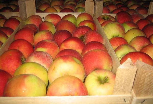 red apples in boxes