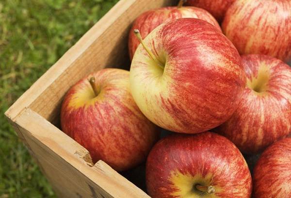 apples in a box