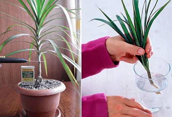 Propagation of dracaena using apical cuttings