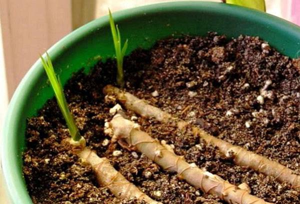 Propagation of dracaena by cuttings