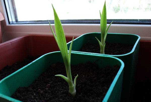 Dracaena propagation by air layering