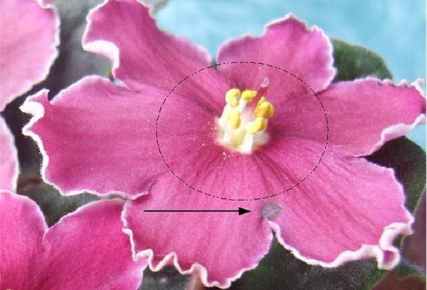 Thrips on a violet flower