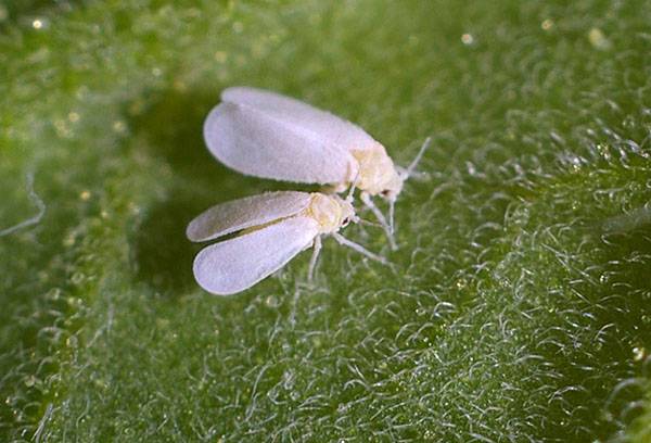 Whitefly specimens