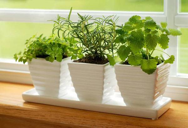 Healthy indoor plants