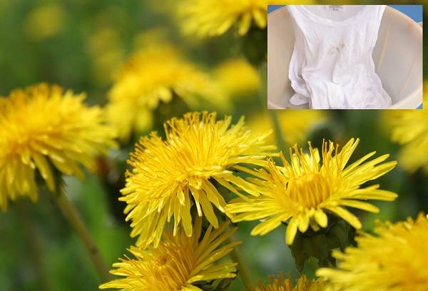 dandelion