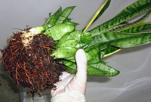 sansivieria transplantācija