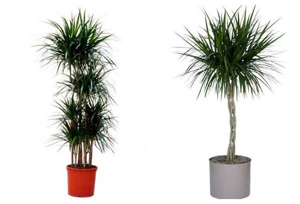 Robežojas ar Dracaena jeb Marginātu