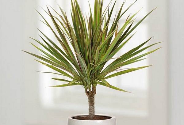 Pūķis dracaena