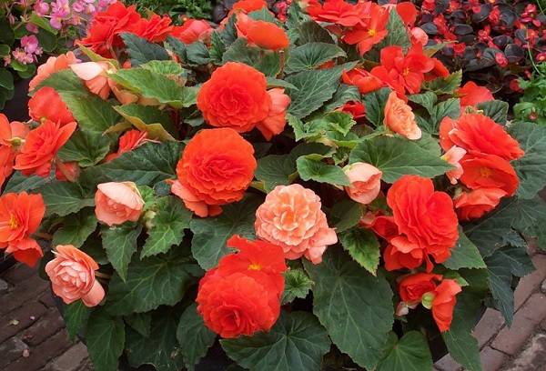 Begonia