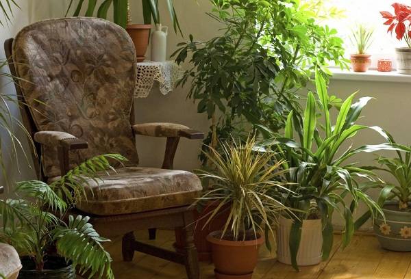 houseplants