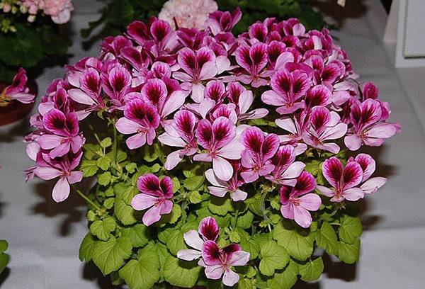 Pelargonijs