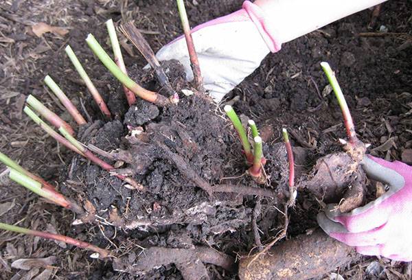 Chrysanthemum pruning before winter