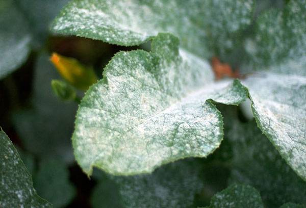 Powdery Mildew on a Chrysanthemum Leaf
