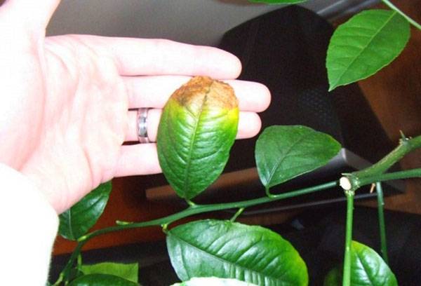 The consequences of improper watering the plant
