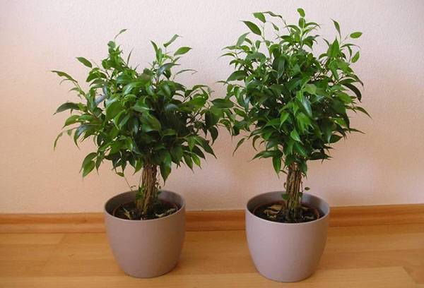 Ficus