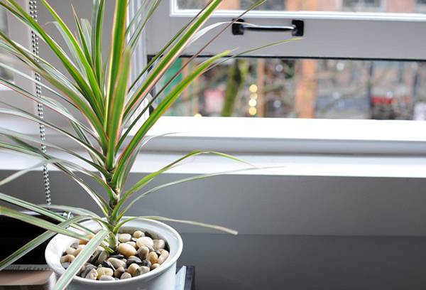Dracaena