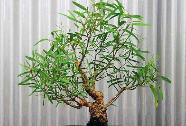 Eucalyptus