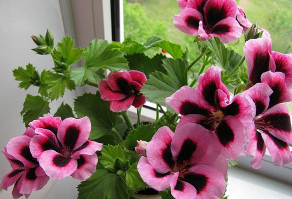 Geranium