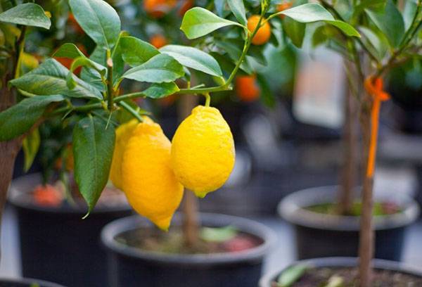Potted lemon
