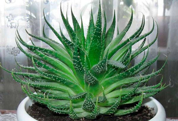 Aloe