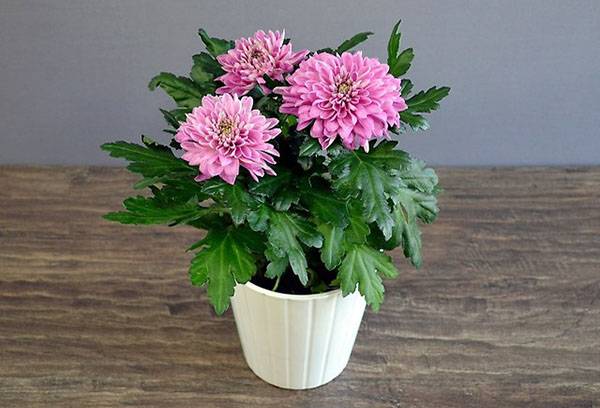 Potted krizantēma