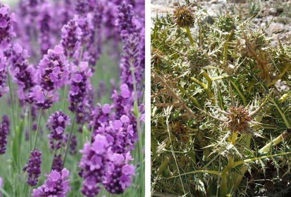 Lavender or Thorny Bushes