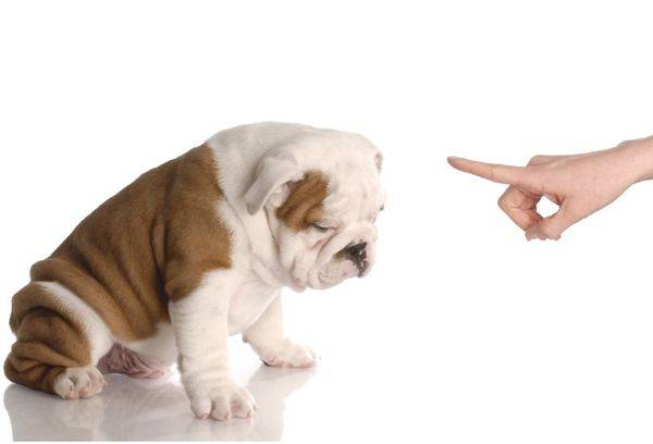 puppy punishment