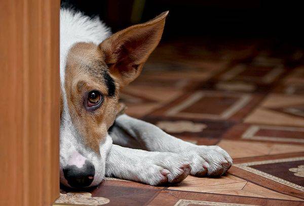 adult dog