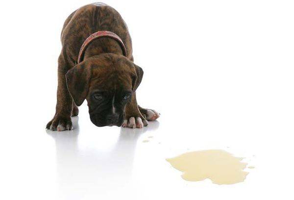 dog shit