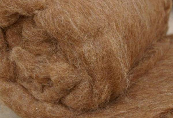 Camel's wool