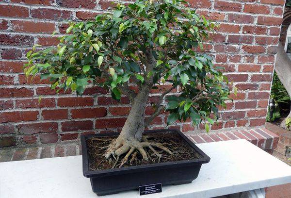 Ficus tree
