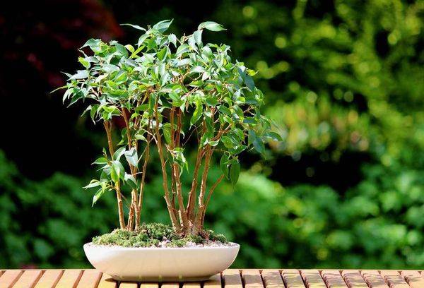Ficus