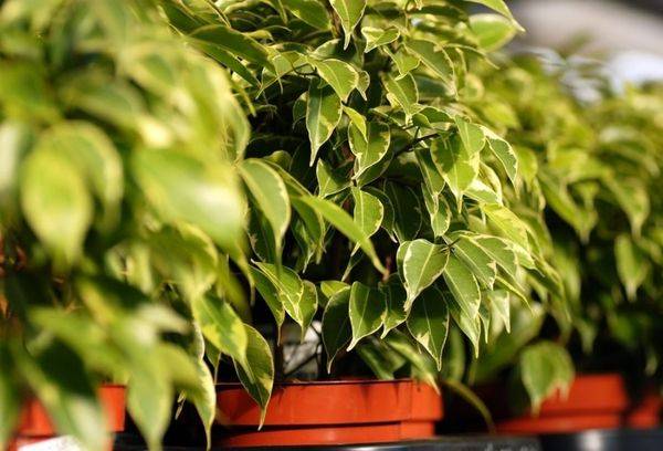 Feeding Ficus