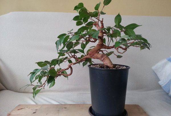 Ficus in a pot