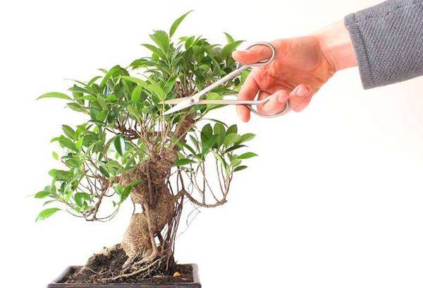 Ficus Pruning