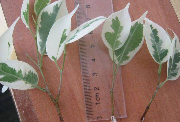 Ficus Cuttings