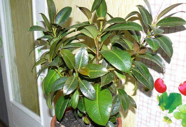 Ficus Melānija