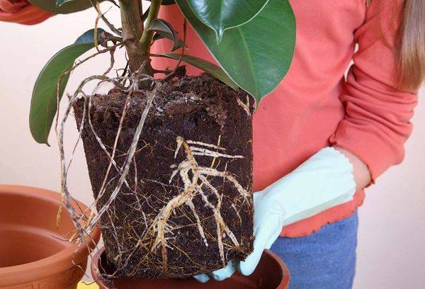 Ficus gumijota transplantācija