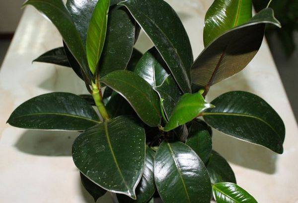 Ficus