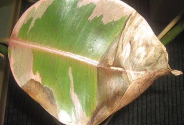 Dzeltenā Ficus lapa