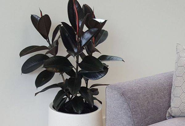 Ficus Melnais princis