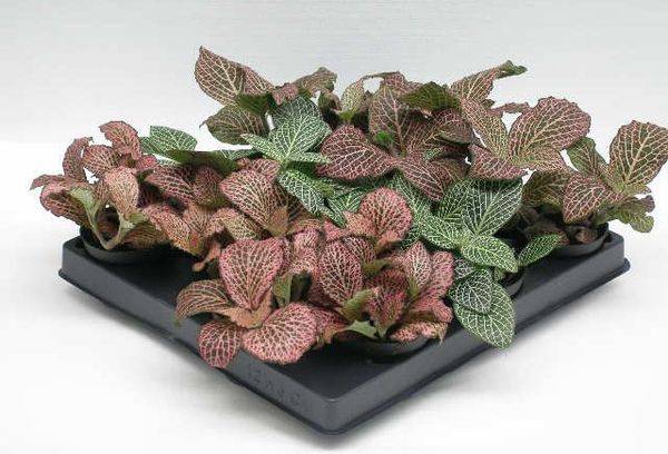 Fittonia maisījums