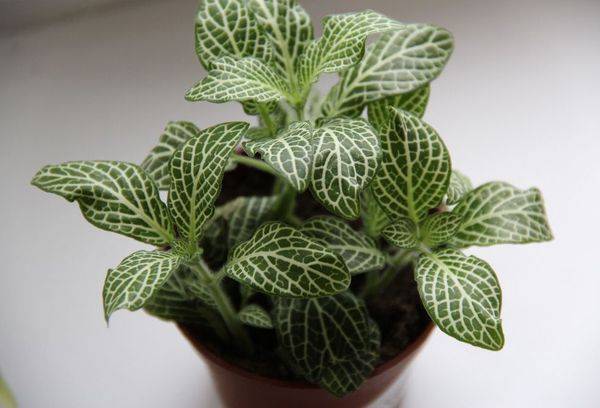 Sudraba Fittonia