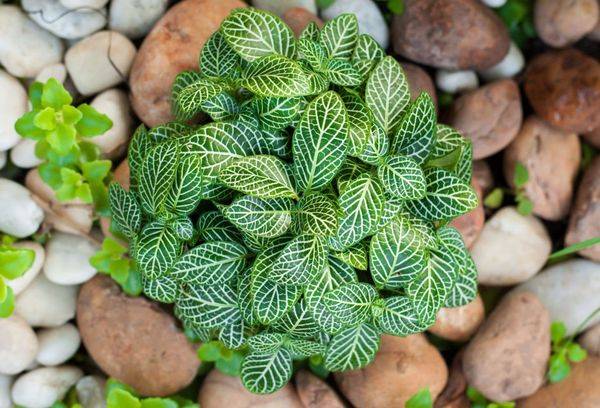 Sudraba Fittonia