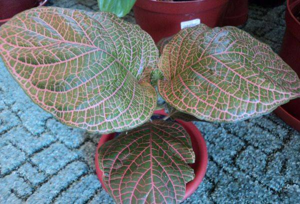 Milzu fittonia