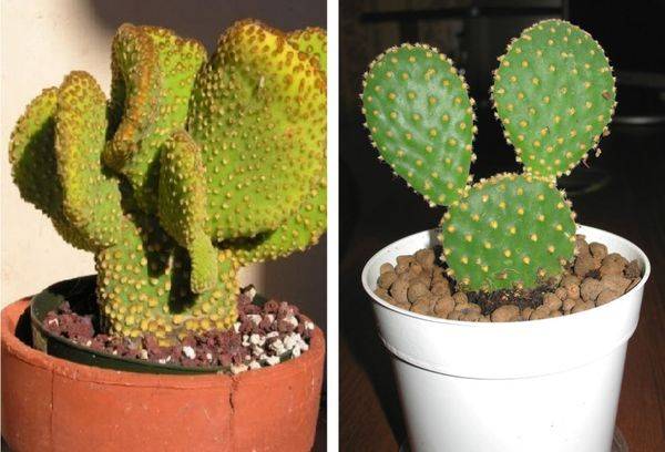 Cacti in pots